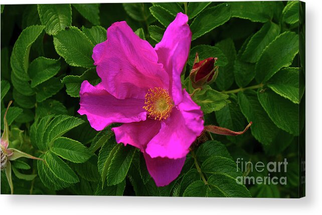 Roses Acrylic Print featuring the photograph A pair of wild roses by Mareko Marciniak