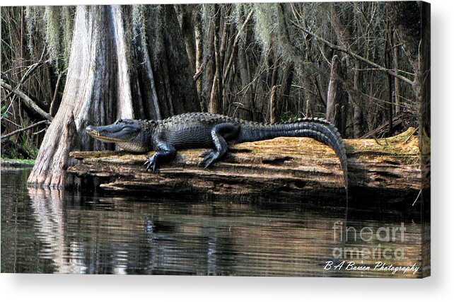 American Alligator Acrylic Print featuring the photograph Alligator Sunning by Barbara Bowen