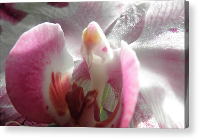 Orchid Acrylic Print featuring the photograph Angel Winged Orchid by Kim Galluzzo