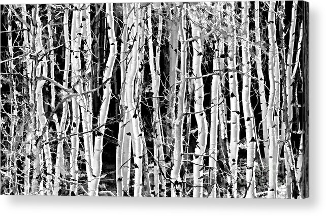 Aspens Acrylic Print featuring the photograph Aspens by Clare VanderVeen