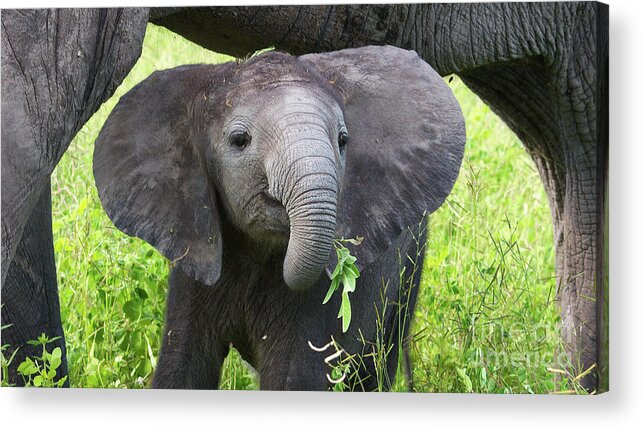 Baby Elephant Acrylic Print featuring the photograph Baby elephant with a twig by Mareko Marciniak