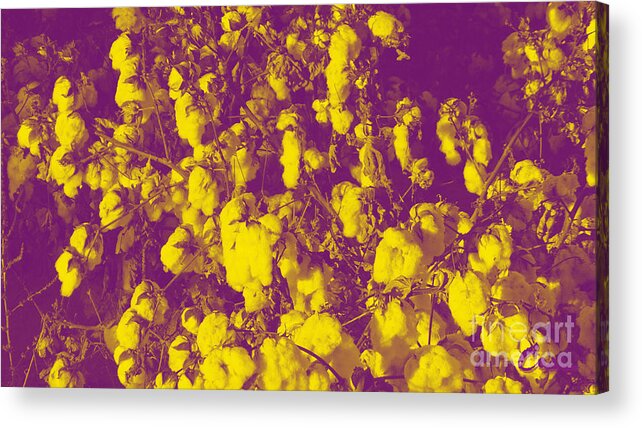 Cotton Golden Southwest Acrylic Print featuring the digital art Cotton Golden Southwest by Feile Case