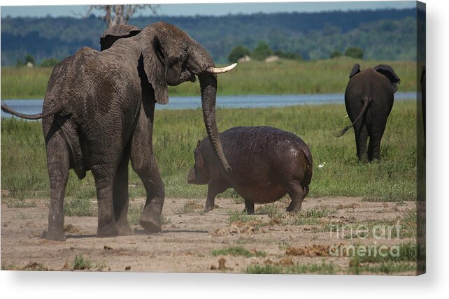 Elephant Acrylic Print featuring the photograph Elephant chasing a hippo by Mareko Marciniak