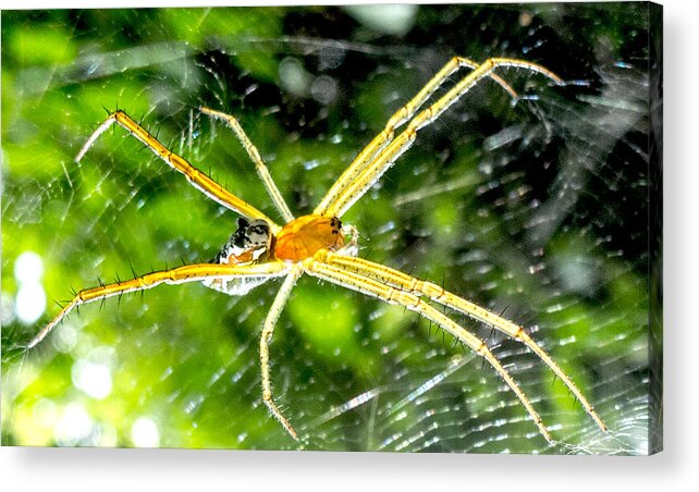 Argiope Spider Prints Acrylic Print featuring the photograph Fancy Argiope by Roy Foos