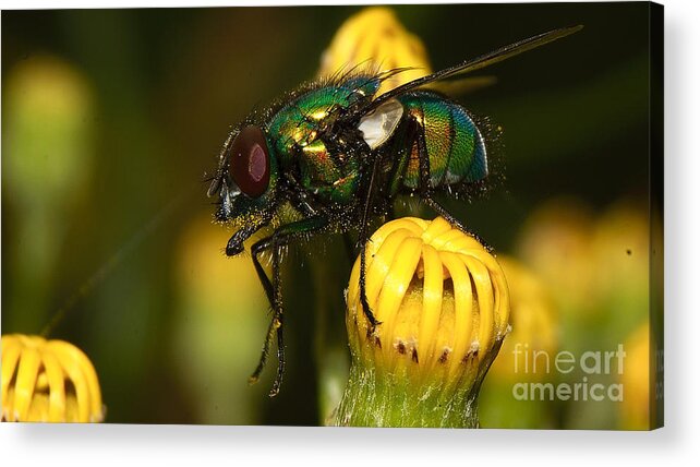 Fly Acrylic Print featuring the photograph Fly pollinating by Mareko Marciniak