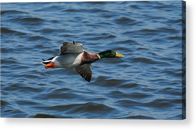 Wildlife Acrylic Print featuring the photograph Flyby by John Blanchard