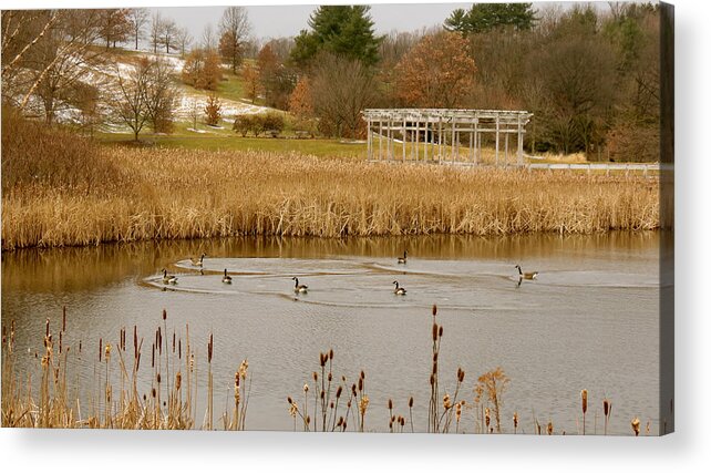 Geese Acrylic Print featuring the photograph Geese on Winter Pond by Azthet Photography