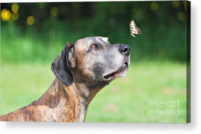Great Dane Rufus Dagoofus With Butterfly Print Acrylic Print featuring the photograph Great Dane Rufus DaGoofus with Butterfly by Lila Fisher-Wenzel