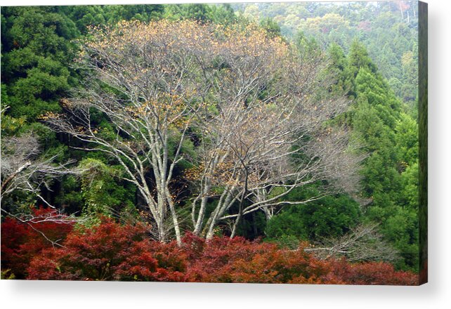 Trees Acrylic Print featuring the photograph Green White Red by Roberto Alamino