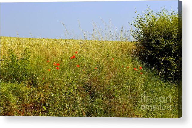 Hedgerow Acrylic Print featuring the photograph Hedgerow Flowers by John Chatterley