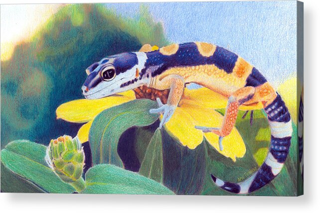 Gecko Acrylic Print featuring the drawing Kiiro The Gecko by Ana Tirolese