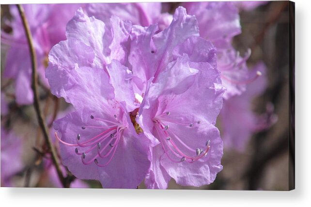 Nature Acrylic Print featuring the photograph Lavender Elegance by Loretta Pokorny