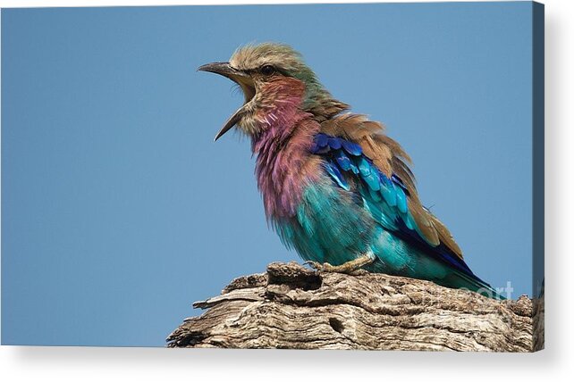 Lilacbreasted Roller Acrylic Print featuring the photograph Lilacbreasted Roller by Mareko Marciniak