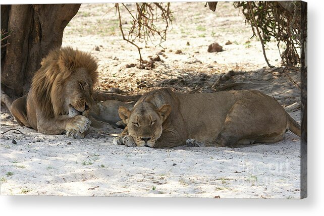 Lions Acrylic Print featuring the photograph Lions sleep by Mareko Marciniak