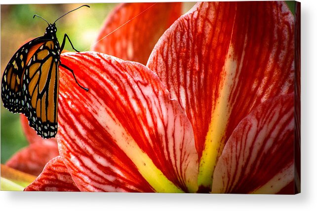 Insect Acrylic Print featuring the photograph Monarch on Amaryllis by Stacy Michelle Smith