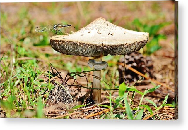 Mushroom Acrylic Print featuring the photograph Mushroom Visitor by Lynda Dawson-Youngclaus
