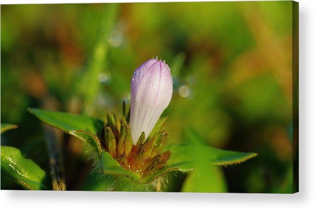 Macro Acrylic Print featuring the photograph Opening Soon by Don Youngclaus