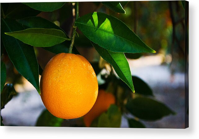 Orange Acrylic Print featuring the photograph Orange by Dorothy Cunningham