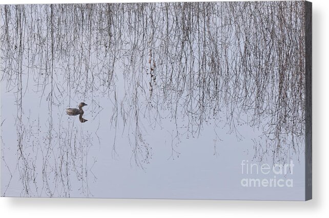 Bird Acrylic Print featuring the photograph Pied-Billed Grebe by Donna Brown