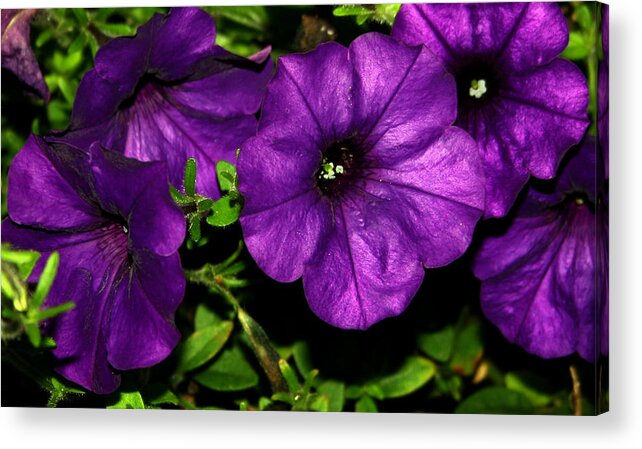 Petunia Acrylic Print featuring the photograph Really Purple by Karen Harrison Brown