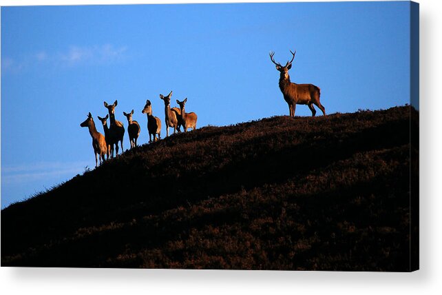 Red Deer Stag Acrylic Print featuring the photograph Red deer group by Gavin Macrae