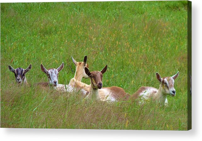 Animals Acrylic Print featuring the photograph Relaxing Goats by Jeanette Oberholtzer