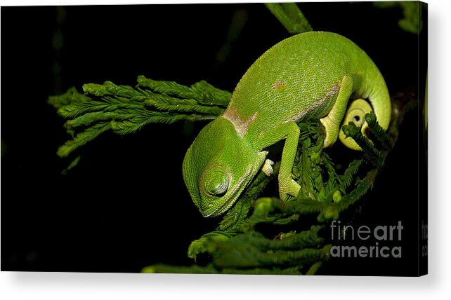 Chameleon Acrylic Print featuring the photograph Sleeping green by Mareko Marciniak