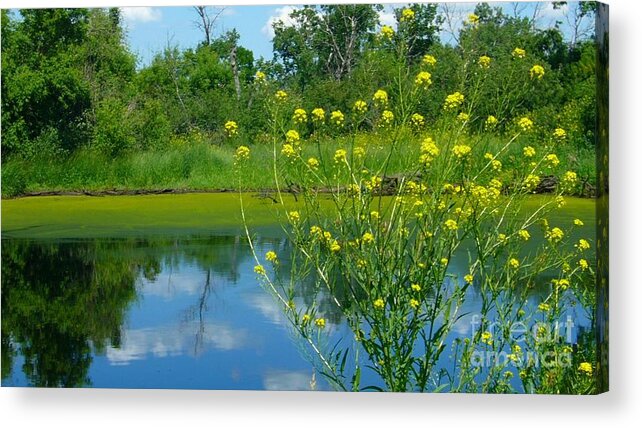 Water Pond Flowers Alberta Canada Parkland Nature Landscapes Acrylic Print featuring the photograph Summer's glory by Jim Sauchyn