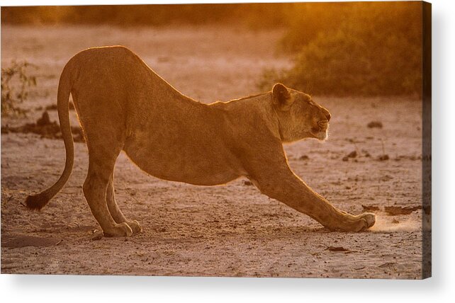 Action Acrylic Print featuring the photograph Sun stretch by Alistair Lyne