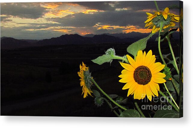 Flowers Acrylic Print featuring the painting Sunflower Sunset by Eric Dee