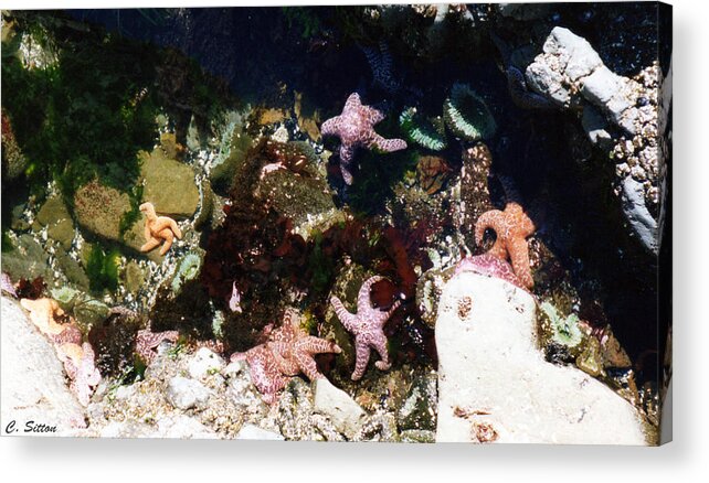 Ocean Photographs Acrylic Print featuring the photograph Tide Pool by C Sitton