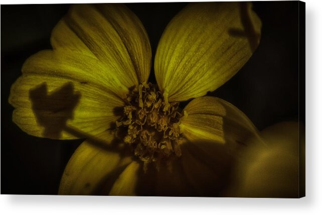 Wild Flower Acrylic Print featuring the photograph Wild Flower In Contrast by Devin Rader