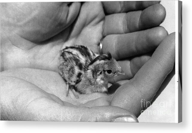Chicks Acrylic Print featuring the photograph 01_contact With Nature by Christopher Plummer