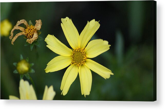 Flowers Acrylic Print featuring the photograph Generations by Maria Wall