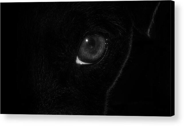 Dog Acrylic Print featuring the photograph Eye Spy #1 by Nick Bywater