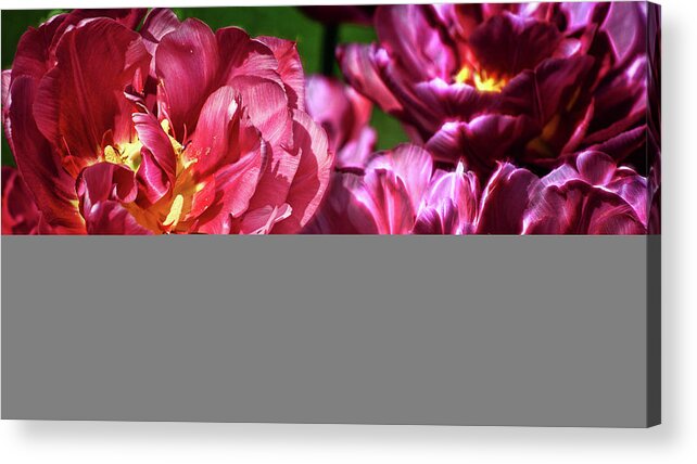 Flowers Acrylic Print featuring the photograph Flowers and Fractals #1 by Cameron Wood