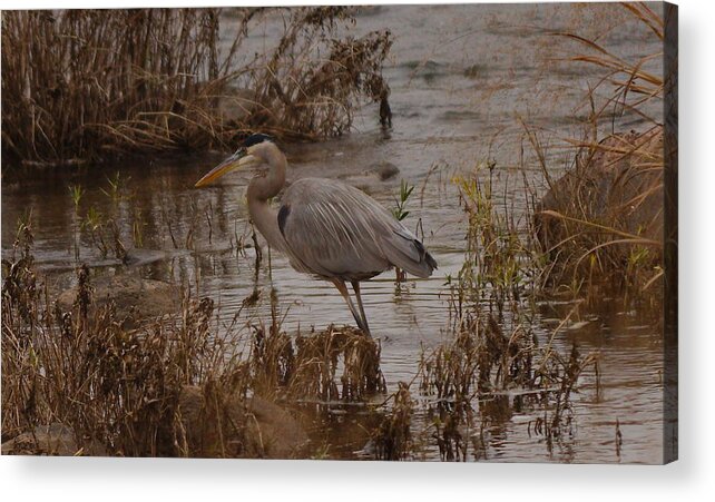 Great Acrylic Print featuring the photograph Great blue heron #1 by James Smullins