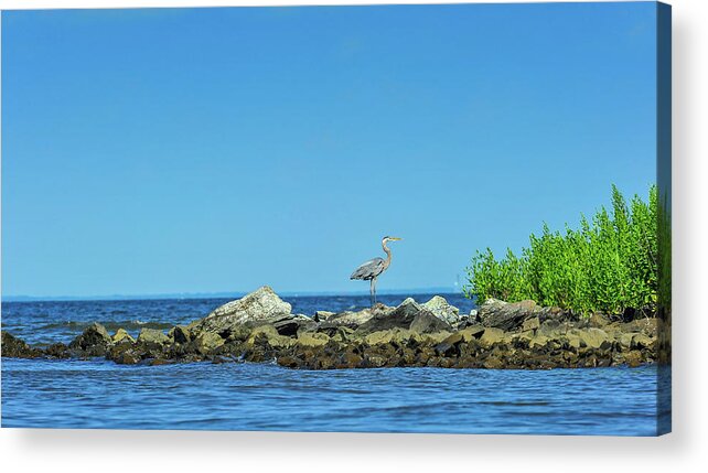 Ardea Herodias Acrylic Print featuring the photograph Great Blue Heron on the Chesapeake Bay #1 by Patrick Wolf