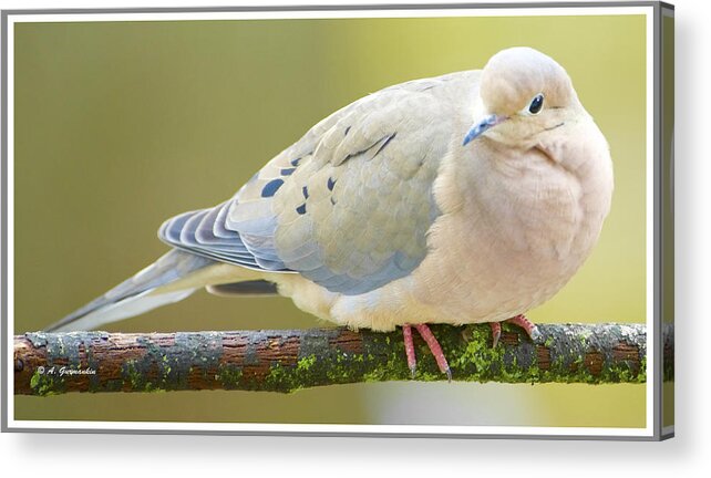 Taxonmy Acrylic Print featuring the photograph Mourning Dove on Tree Branch #1 by A Macarthur Gurmankin