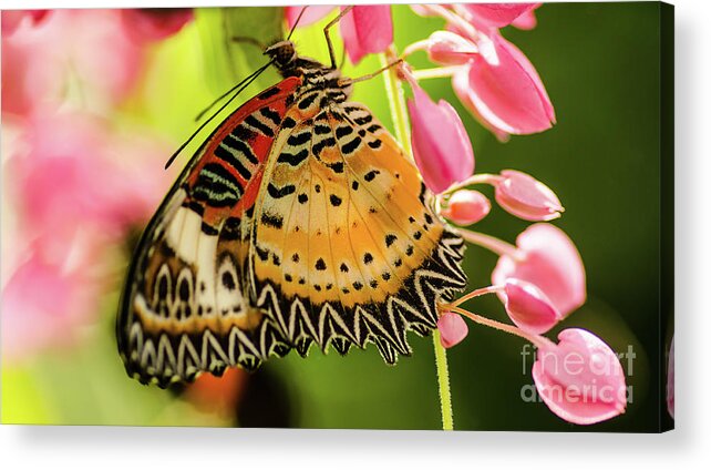 Butterfly Acrylic Print featuring the photograph My Fair Lady #1 by Nick Boren