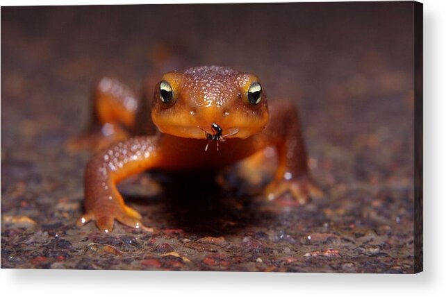 Newt Acrylic Print featuring the photograph Newt #1 by Jackie Russo