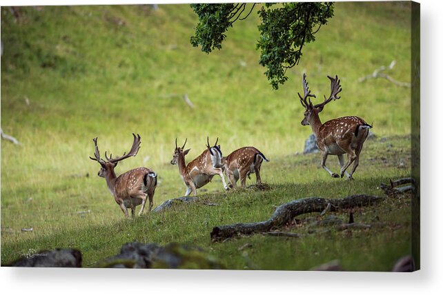 Four Fallow Deer Bucks Acrylic Print featuring the photograph On the run by Torbjorn Swenelius