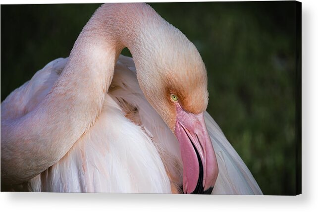 Pink Flamingo Acrylic Print featuring the photograph Pink Flamingo #2 by Saija Lehtonen