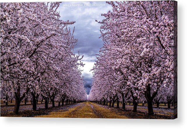 Orchards Acrylic Print featuring the photograph Pretty in Pink #1 by Janet Kopper