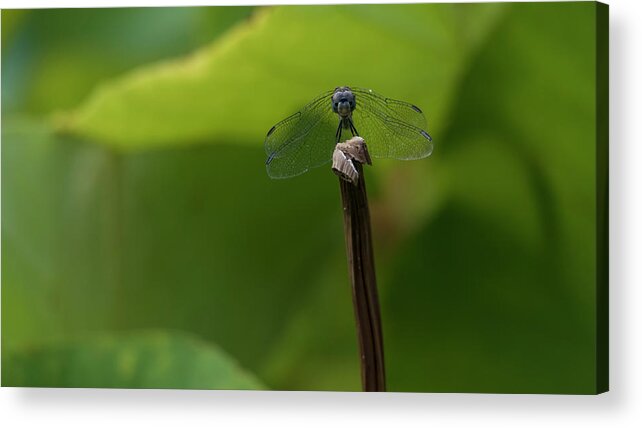 Dragonfly Acrylic Print featuring the photograph Vigilance by Holly Ross