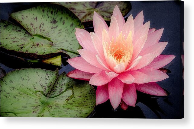 Water Lily Acrylic Print featuring the photograph Water Lily in Pink #1 by Julie Palencia