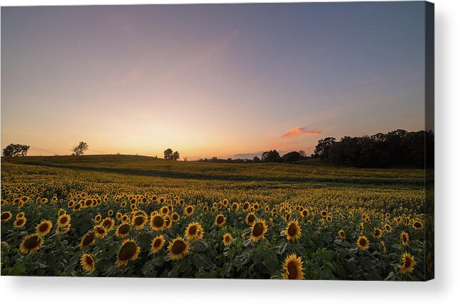 Sunflower Acrylic Print featuring the photograph Sunflower Sunset #13 by Ryan Heffron