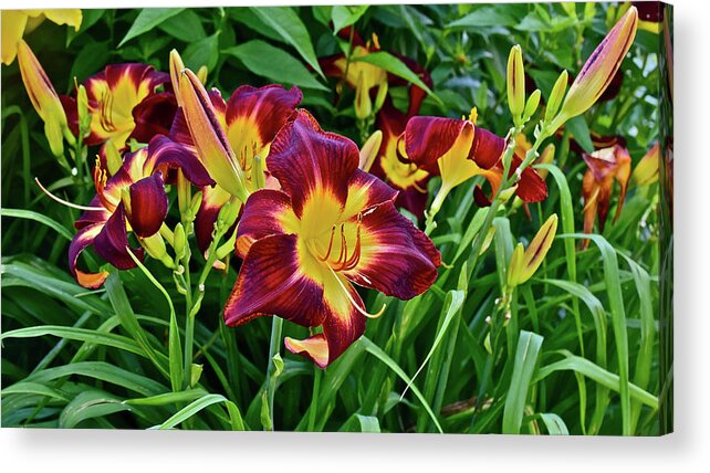 Daylily Acrylic Print featuring the photograph 2017 End of July at the Gardens Persian Ruby Daylily by Janis Senungetuk
