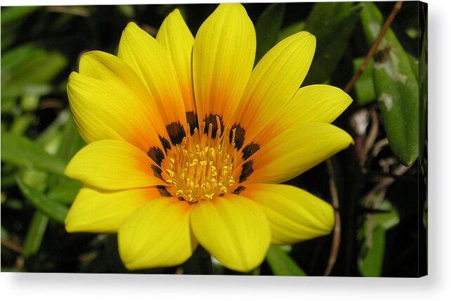 Flower Acrylic Print featuring the photograph Flower #220 by Mariel Mcmeeking