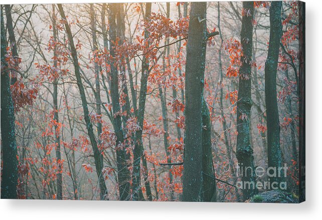 Landscape Acrylic Print featuring the photograph Autumn forest #4 by Jelena Jovanovic